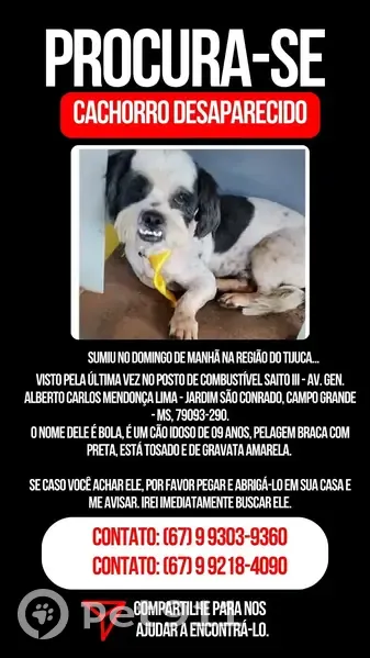 Cachorro perdido Macho (brl002742) - photo