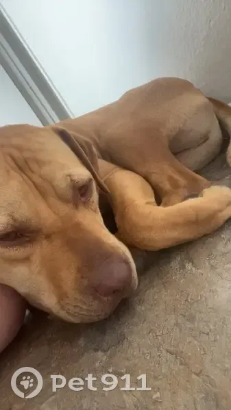 Lost dog, East Pinchot Avenue, Phoenix - red fur and amber eyes - photo