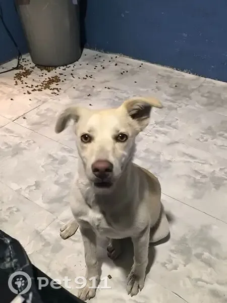 Encontrado perro hembra, Av. A. Ruiz Cortines, Guadalupe - photo