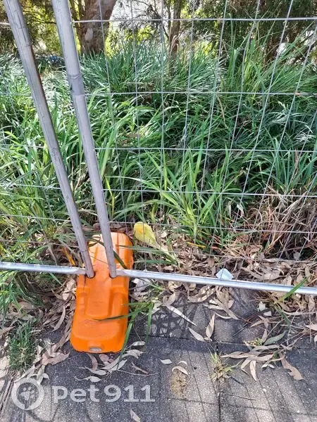 Found bird, O'Connell Street, Parramatta - very tame - photo