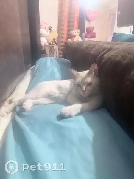 Perdido gato, Tzitziquitirecua, 26, Uruapan - ojos azules, nariz, orejas y cola amarillas - photo
