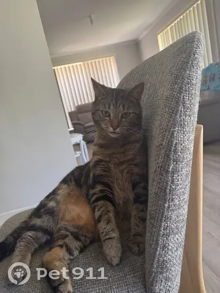 Lost male cat, Kennedy Road, 28, Cardinia, Pakenham - photo