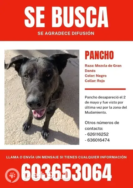 Perdido perro, Orihuela, Comunidad Valenciana - con collar rojo - photo