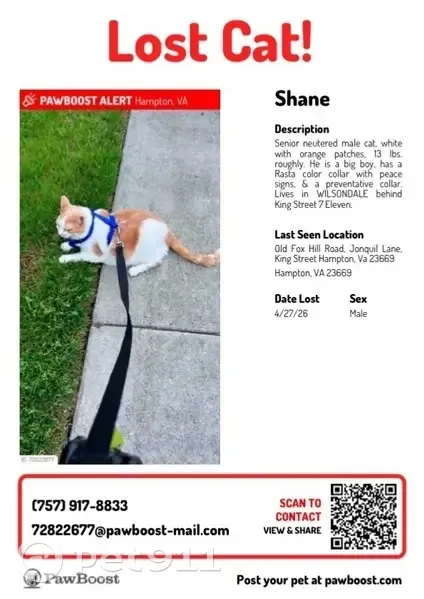 Lost cat, Jonquil Lane, Hampton - male with Rasta collar - photo