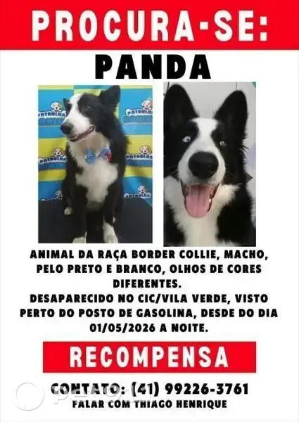 Cachorro perdido Macho (brl002745) - photo