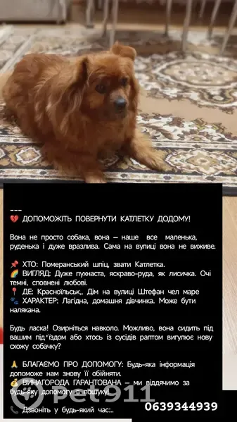 Зникла собака, вулиця Штефана чел Маре, Красноїльськ - руденька лахмаста, лагідна - photo