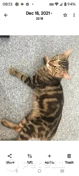 Lost Cat, Winter Road, Brisbane - male torbie - photo