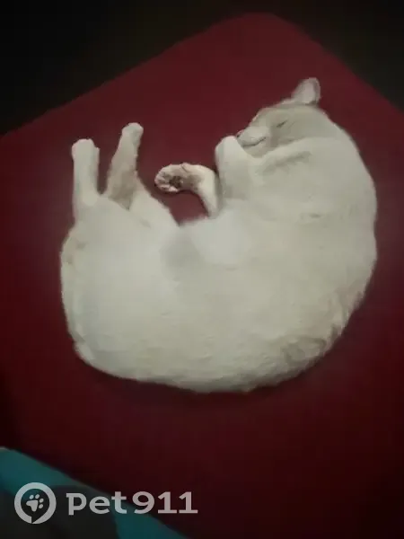Perdido gato, Luis G. Balvanera, Santiago de Querétaro - blanco con letra 'e' en la oreja - photo