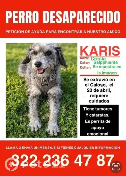 Perro perdido Hembra, Puerto Vallarta (mxl489380) - photo
