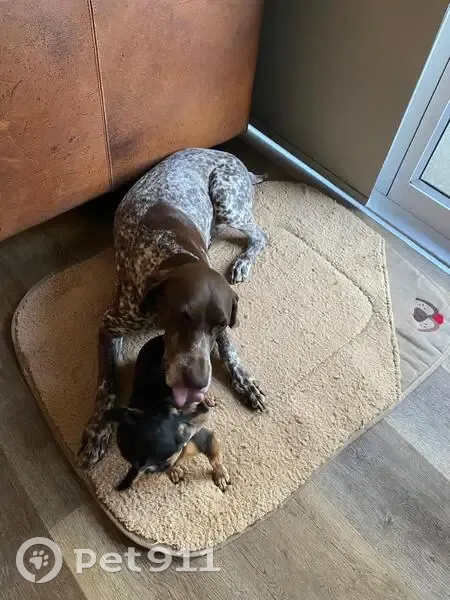 Lost dog, Albert Street, Pretoria - female GSP - photo