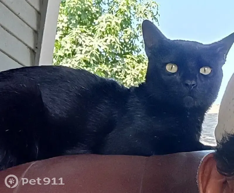 Lost cat, East Alvarado Street, Pomona - male, all black - photo