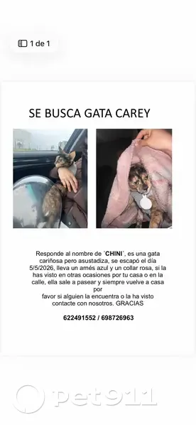 Perdido gato hembra, Calle Lago de Bañolas, 104, Parla - arnés azul y collar rosa - photo