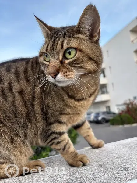 Chat trouvé, Rue Jordi Carbonell I Tries, Perpignan - très sociable - photo