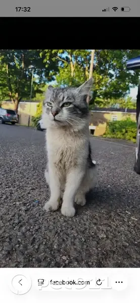 Lost male cat, Firth Drive, London - black and white fluffy - photo