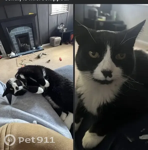Missing cat Male, Carlisle (ul488463) - photo