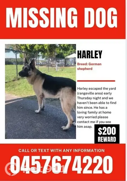 Lost dog, Long Street, 81, Toowoomba - male with black and tan coat - photo
