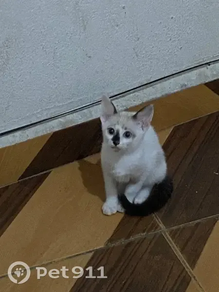 Gato encontrado Macho (brf002746) - photo
