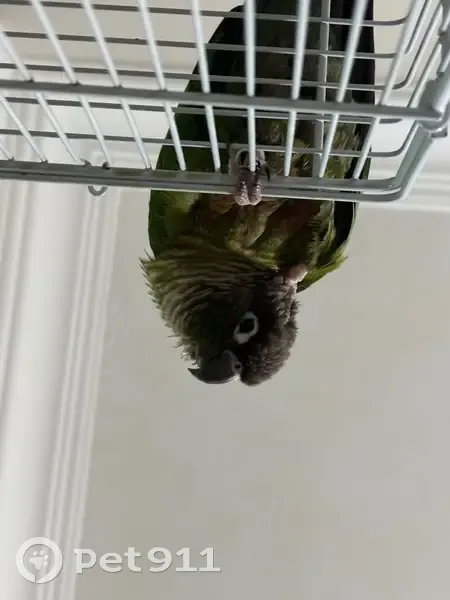 Lost bird, Guillemard Road, 223, Singapore - Green Cheeked Conure - photo