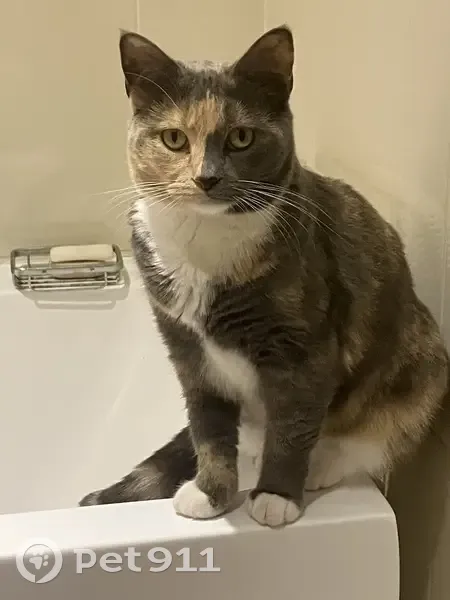 Lost cat, Diggers Drive, Port Stephens - tortoiseshell with two-tone facial colour - photo