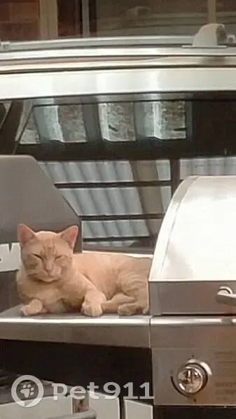 Lost male cat, McLean Court, Adelaide - ginger with stripes - photo