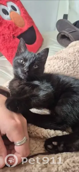 Lost cat, Saunders Crescent, Hobart City - female, black kitty - photo