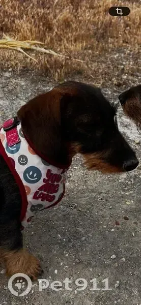 Perdido perro, Calle San Cristóbal de la Laguna, 52, Madrid - hembra con arnés granate - photo