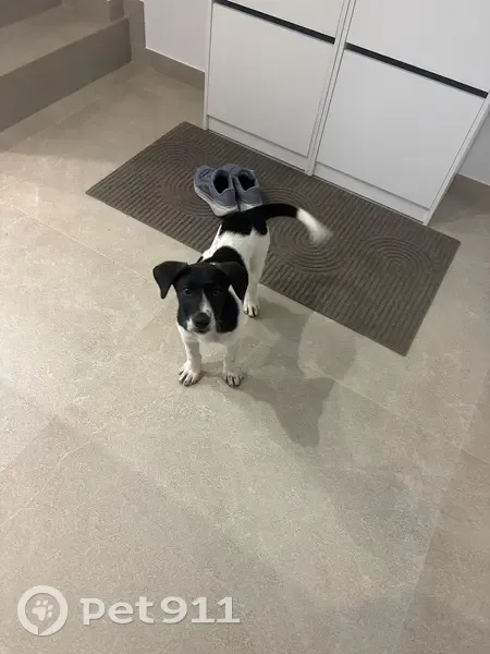Encontrado perro macho, Calle Diputación, Villanueva del Río Segura, Molina de Segura - photo