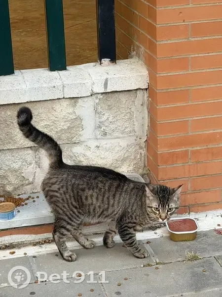 Encontrado gato, Calle Ciudad de Paterna, Sevilla - photo