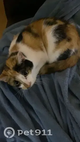 Lost cat, Carlson Drive, Port Adelaide Enfield - Calico three-legged - photo