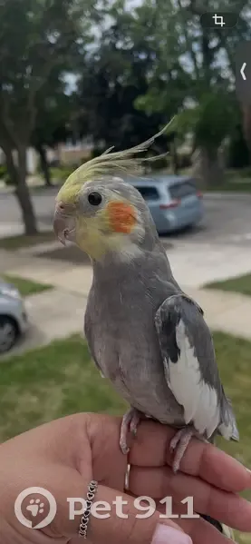 Lost bird, Sterling Avenue, Joliet - female with missing feathers - photo