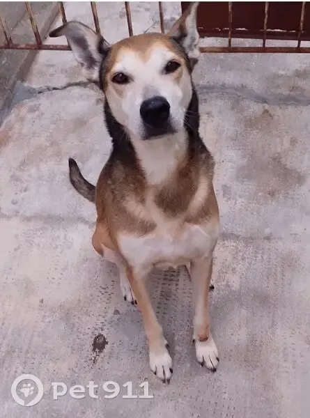 Cachorro perdido Fêmea (brl002751) - photo