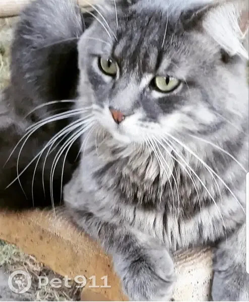 Chat perdu, Route de Samois, Avon - mâle angora tigré - photo