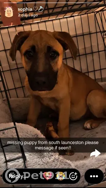 Lost dog, Church Street, Launceston - female German Shepard cross - photo