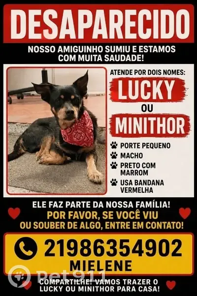Cachorro perdido Macho (brl002752) - photo