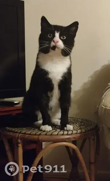 Lost male cat, M4, 30, Pontprennau, Marshfield - chipped and registered in Ireland - photo