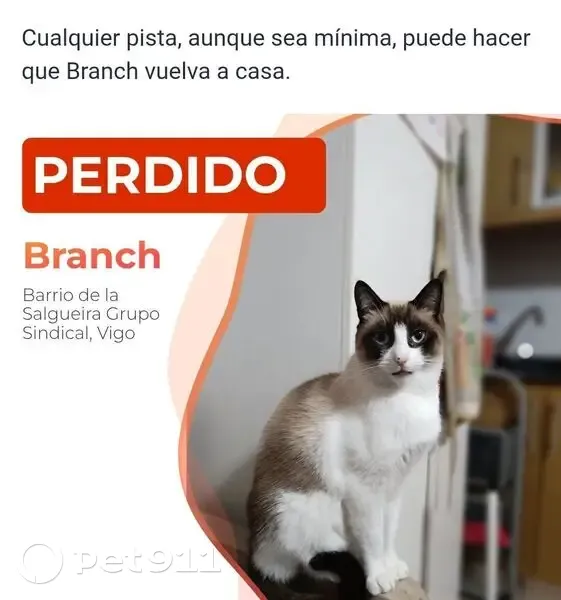 Gato perdido Macho, Vigo (sl495831) - photo