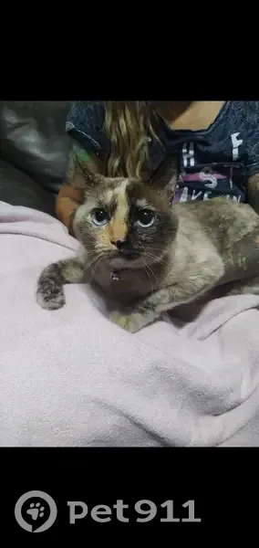 Gato encontrado Fêmea (brf002757) - photo