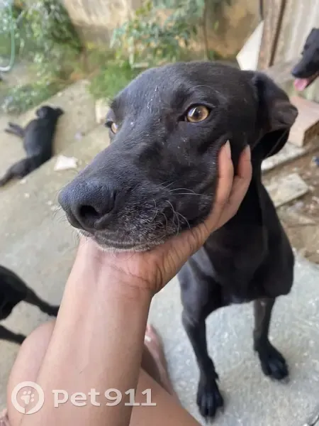 Cachorro perdido Macho (brl002758) - photo
