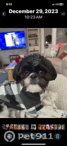 Lost dog, Orchard Hill Road, LaGrange - male, black & white - photo