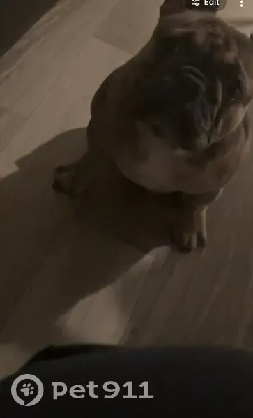 Lost male dog, 1st Street South, Birmingham - two puppy Frenchies - photo