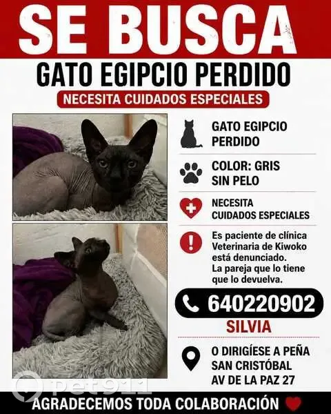 Perdido gato macho, Sevilla, Andalucía - egipcio con cuidados especiales - photo