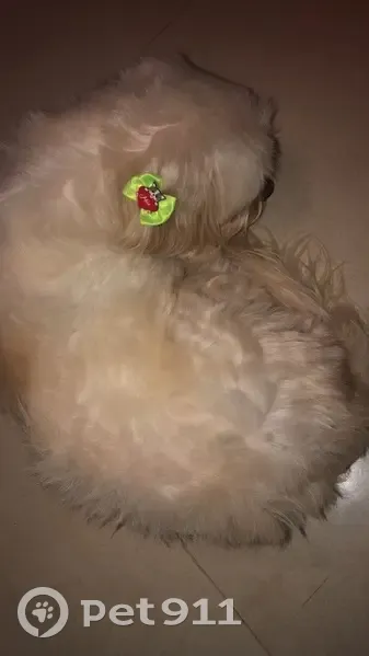 Cachorro encontrado Fêmea (brf002760) - photo