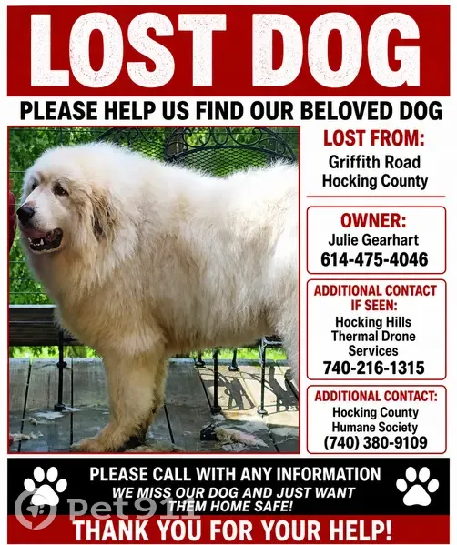 Lost male dog, Griffith Road, Arlington - photo