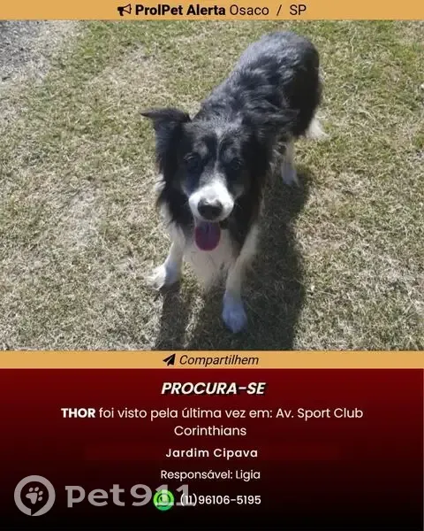 Cachorro perdido Macho (brl002761) - photo