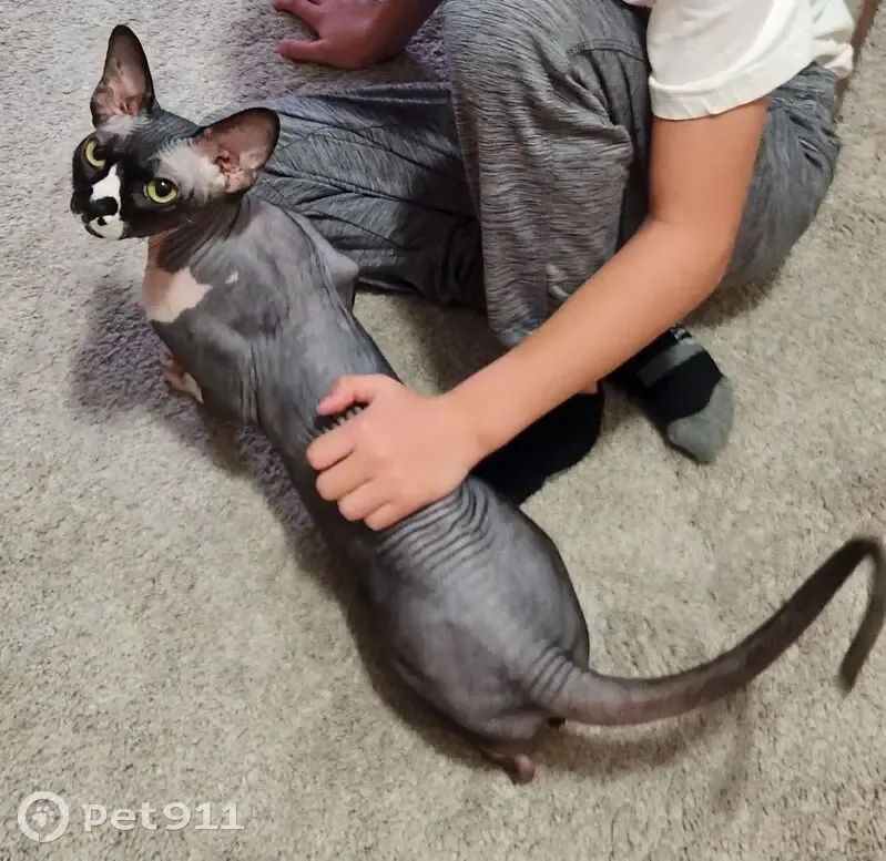 Lost cat, Kinsey Park Drive, Brookfield - Sphynx with heart marking - photo