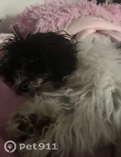 Lost dog, East 34th Street, Arlington - male, 2 years old - photo