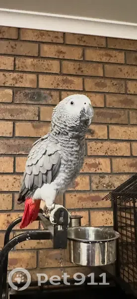 Lost bird, Player Close, Wyndham City - female with white face and grey body - photo