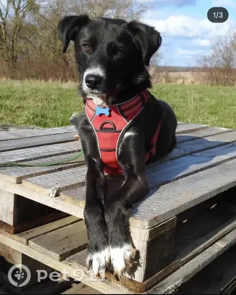 Chien perdu, Charentenay, Bourgogne-Franche-Comté - femelle peureuse - photo