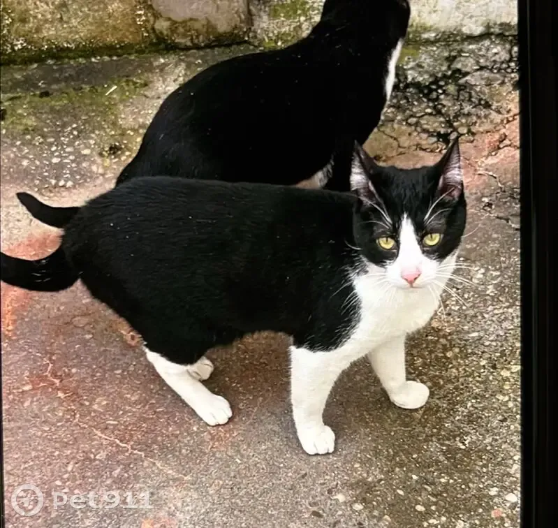 Perdido gato, Calle Ronda Obispo, Cigales, Valladolid - photo