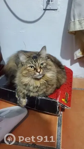 Gato perdido Hembra, Aguascalientes (mxl489394) - photo